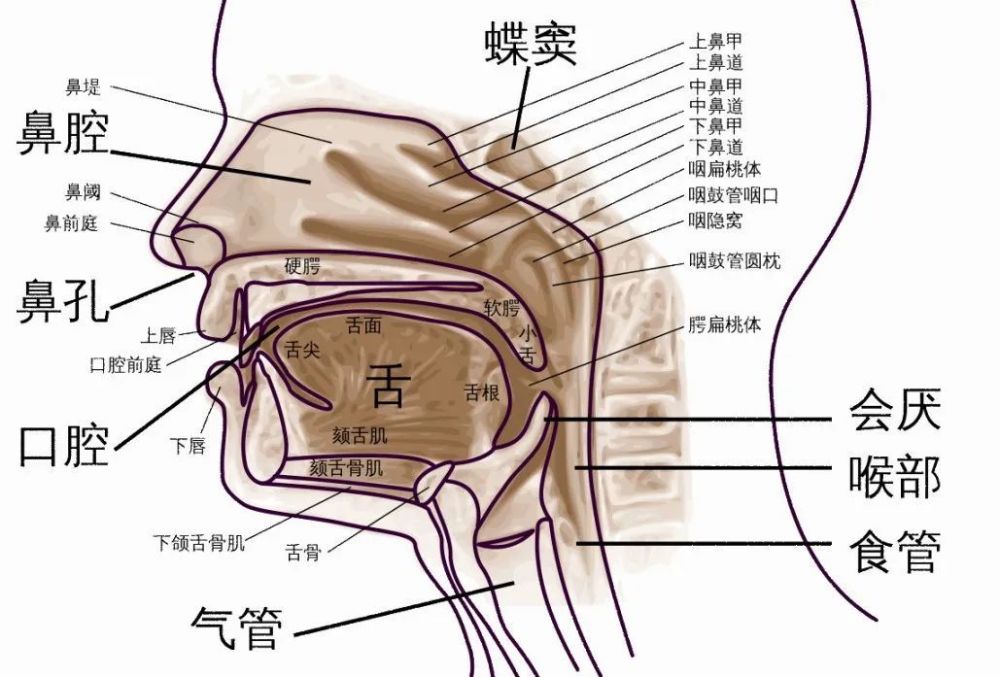 当心鼻腔鼻窦癌_腾讯新闻