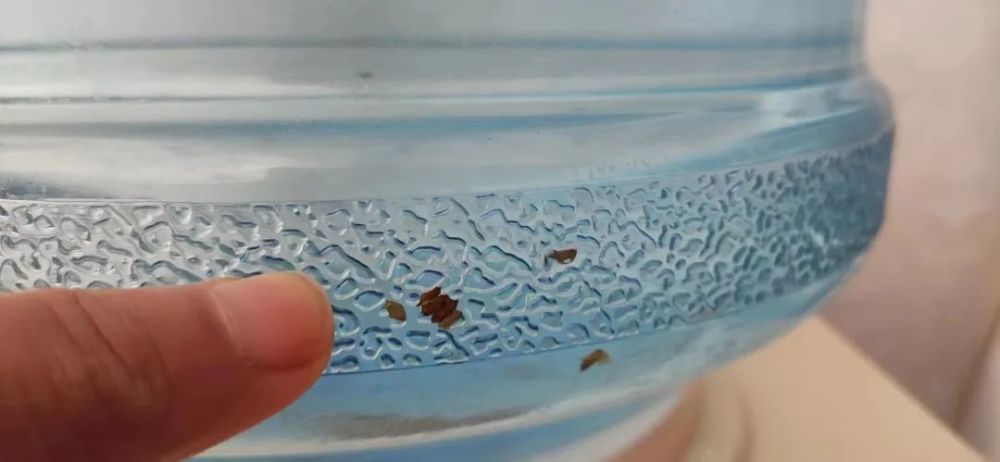 桶装水内壁惊现十几只虫卵躯壳!_腾讯新闻
