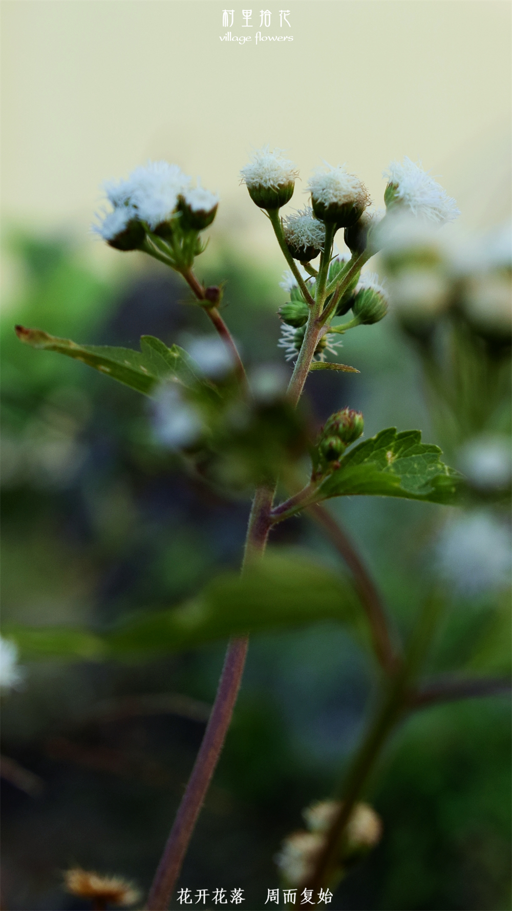 藿香蓟它跟藿香到底有什么关系