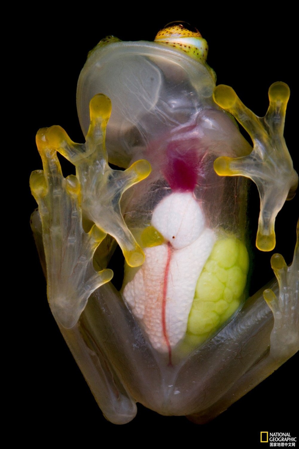 玻璃蛙为何如此透明?