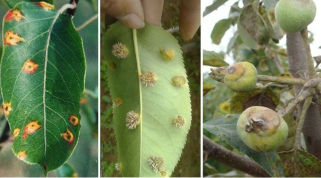 梨茎蜂梨木虱梨小食心虫防治对象:梨树主要病虫害有:梨小食心虫