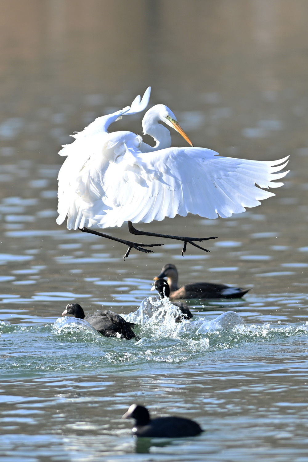 新华全媒珍稀鸟类汾河过冬