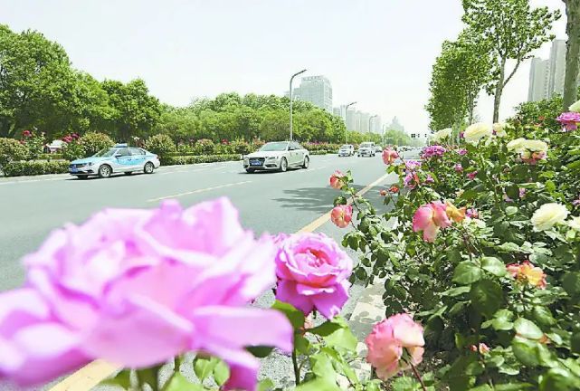 我带民声上两会市花市树咋推广文旅市场快复苏