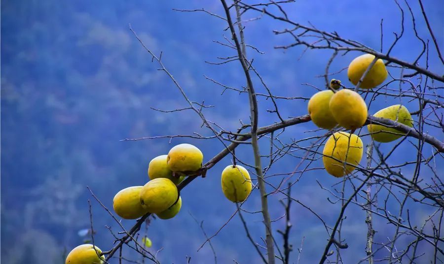 陕西白河木瓜产业带动农民就业增收_腾讯新闻