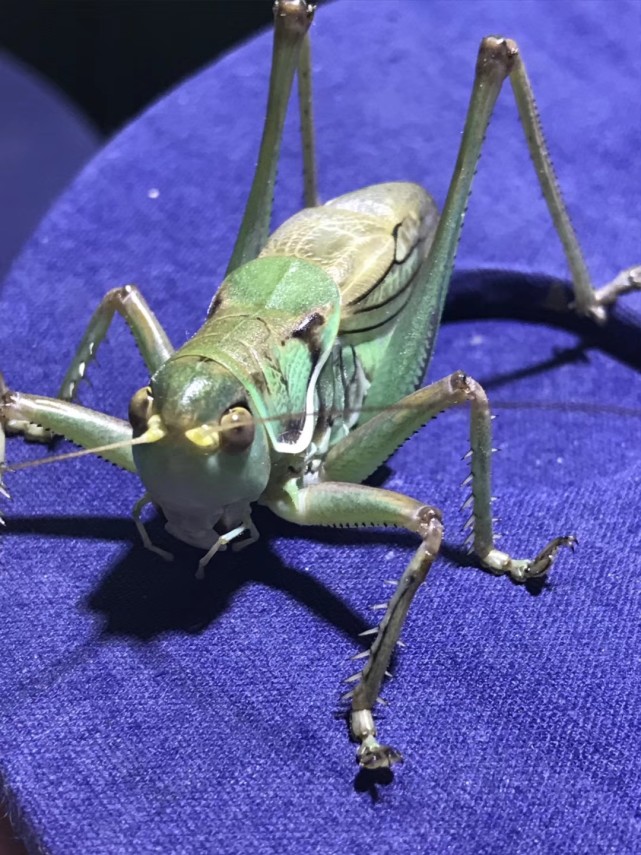 养蝈蝈儿的门道多,蝈蝈行家教您怎么辨认