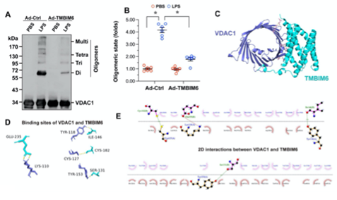 Metabolism/南方科技大学王艺瑾课题组揭示TMBIM6与VDAC1互作模式维持线粒体质量控制减轻脓毒症分子机制_腾讯新闻