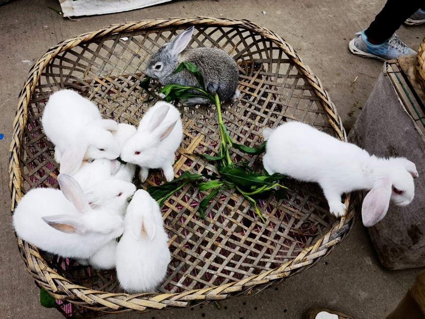 师生都放假了,学校里的鸡鸭鹅兔子咋办?成都这所学校的做法很温暖
