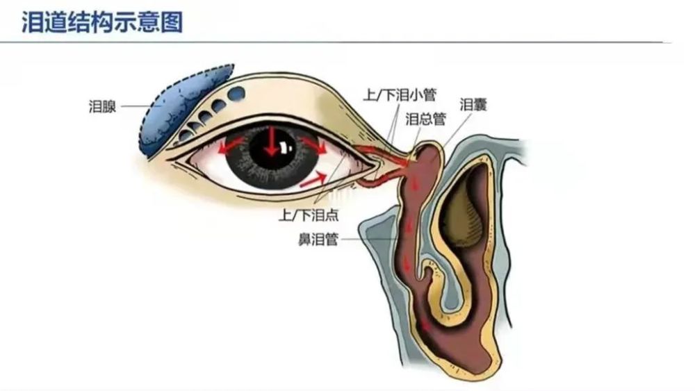 泪道示意图图片
