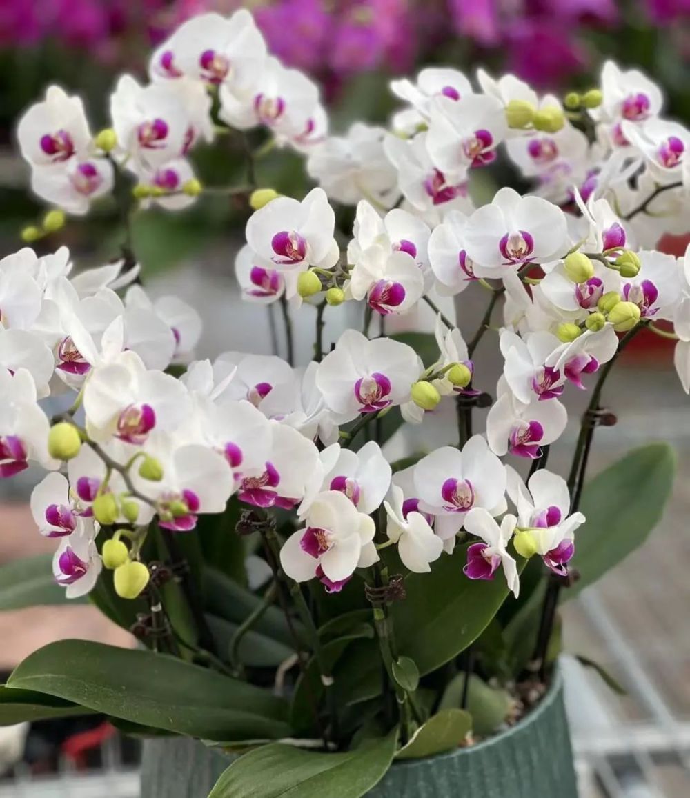 蝴蝶兰"雪域":小型花,纯白花瓣,玫红唇.