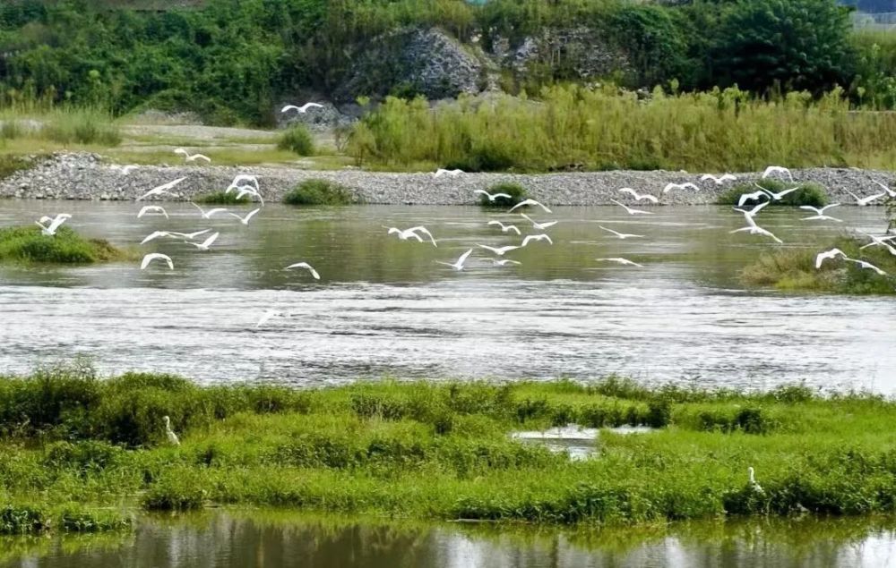 新津杨柳河湿地公园图片