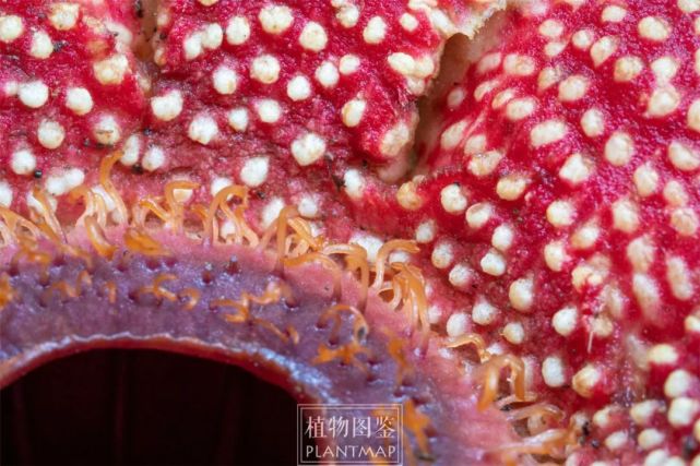 寄生花小号的大王花