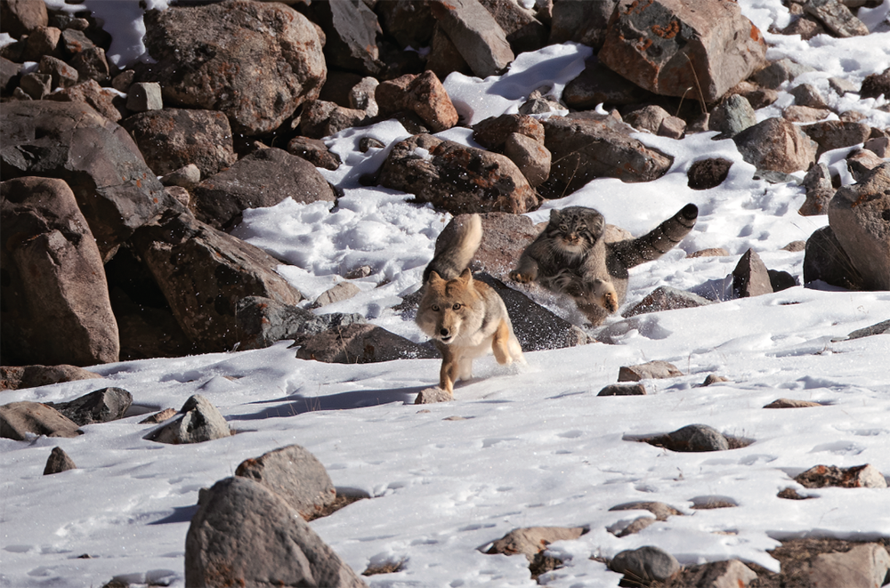 在青藏高原里面,兔狲和藏狐是一对冤家,它们的食性相似,主要以小型