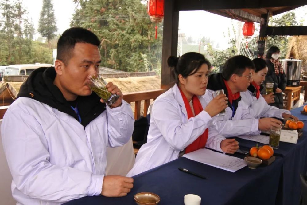 【康养胜地 人文兴义】新年新茶“第一采” 普安春茶富山乡_腾讯新闻