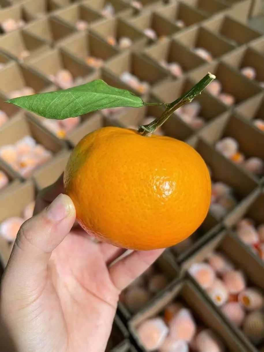 春见耙耙柑和沃柑哪个好吃(春见耙耙柑甜不甜)