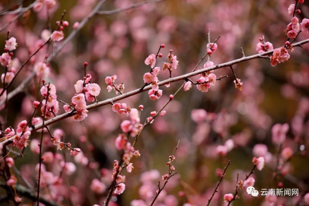 目前,昆明黑龙潭公园第二十七届"龙泉探梅"昆明梅花节正在进行中,将