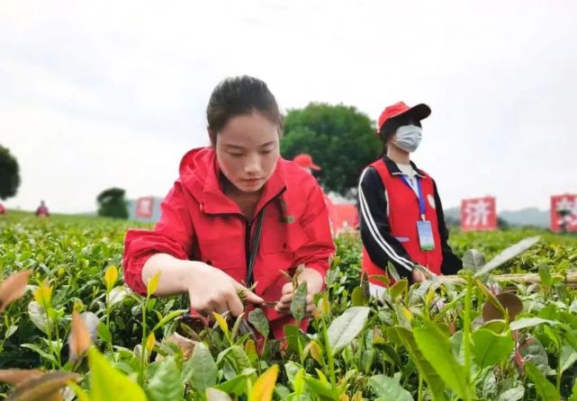 在聯盟村茶海核心區茶神谷,普安縣紅福姐妹種植農民專業合作社負責人