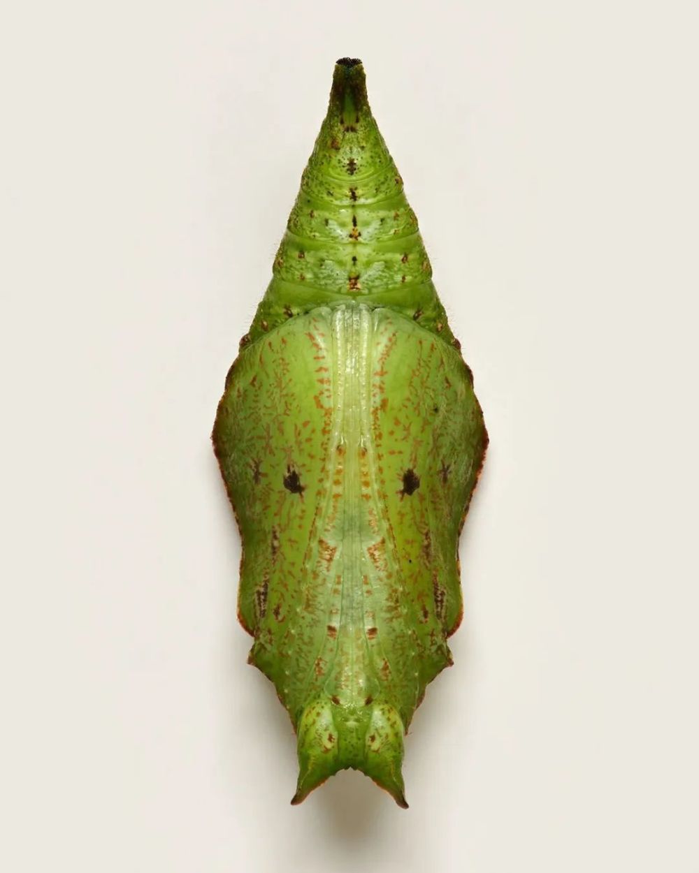 造物主的奇迹,变化万千的蝴蝶蛹,让人"哇"出声来_腾讯新闻