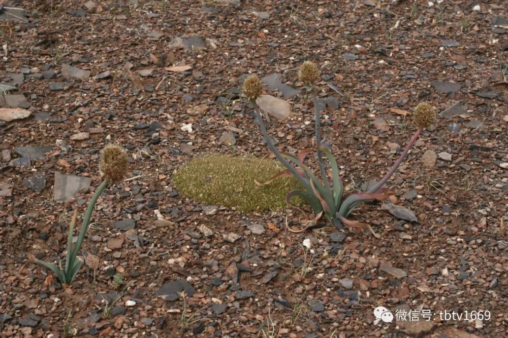 长江我的长江003长江源雀莫错雀莫山后有冰川