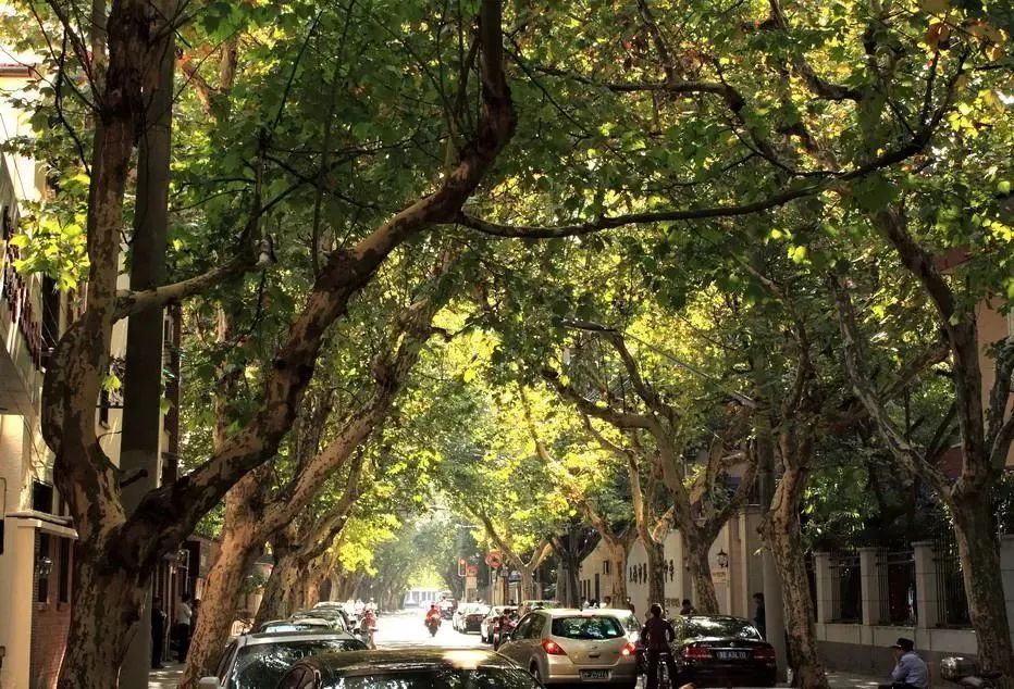 一次根本逛不完它也许是上海市民最喜爱的马路之一建筑可阅读