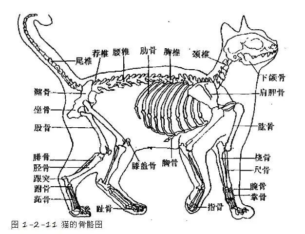 猫骨骼正面解剖图图片