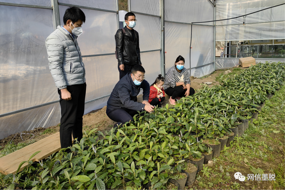 推動雜交白肉枇杷小苗嫁接為墨脫縣枇杷高質量發展提供苗木保障