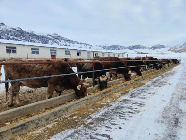 新春走基层则克台镇抓住产业牛鼻子铺就乡村振兴路