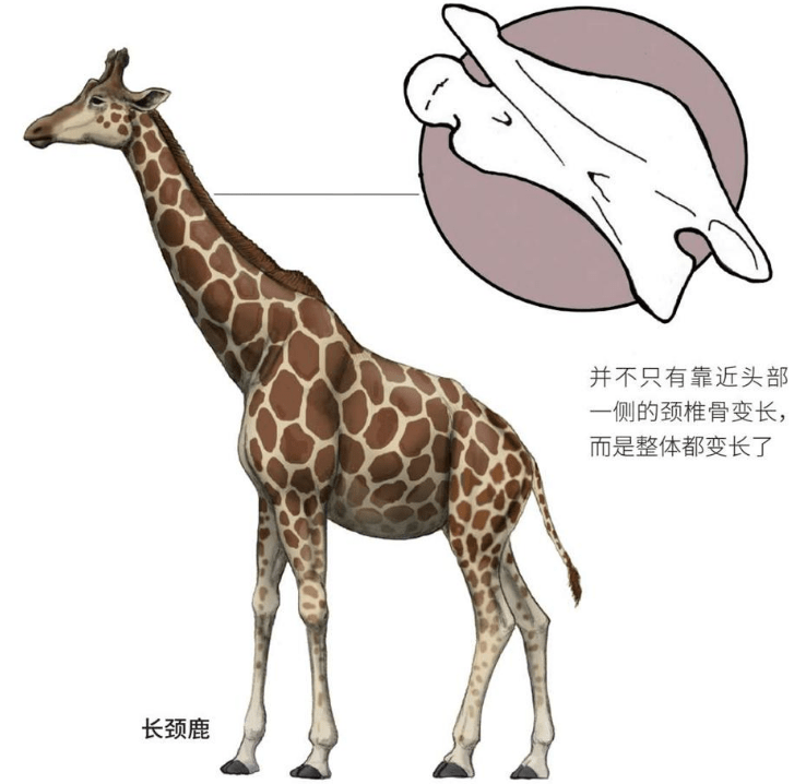 身材特殊的长颈鹿,繁殖过程有多奇特?遇上危险它们又有多凶猛?