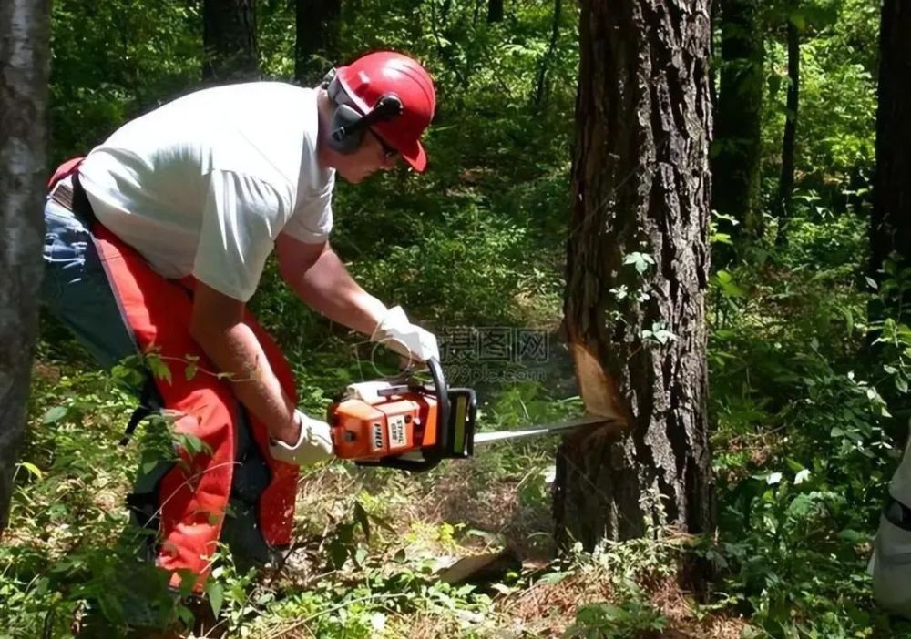 3秒砍1棵树老外砍树不用斧头,1台机器放倒一片森林,伐木如割草_腾讯