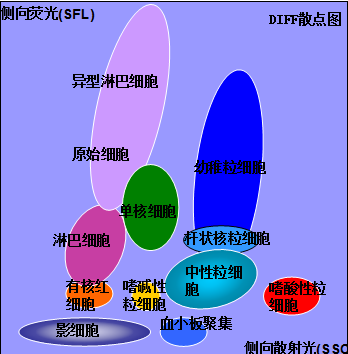 这种有疑问的血常规报告,自己习惯再次查看散点图确认,力争从中找到一