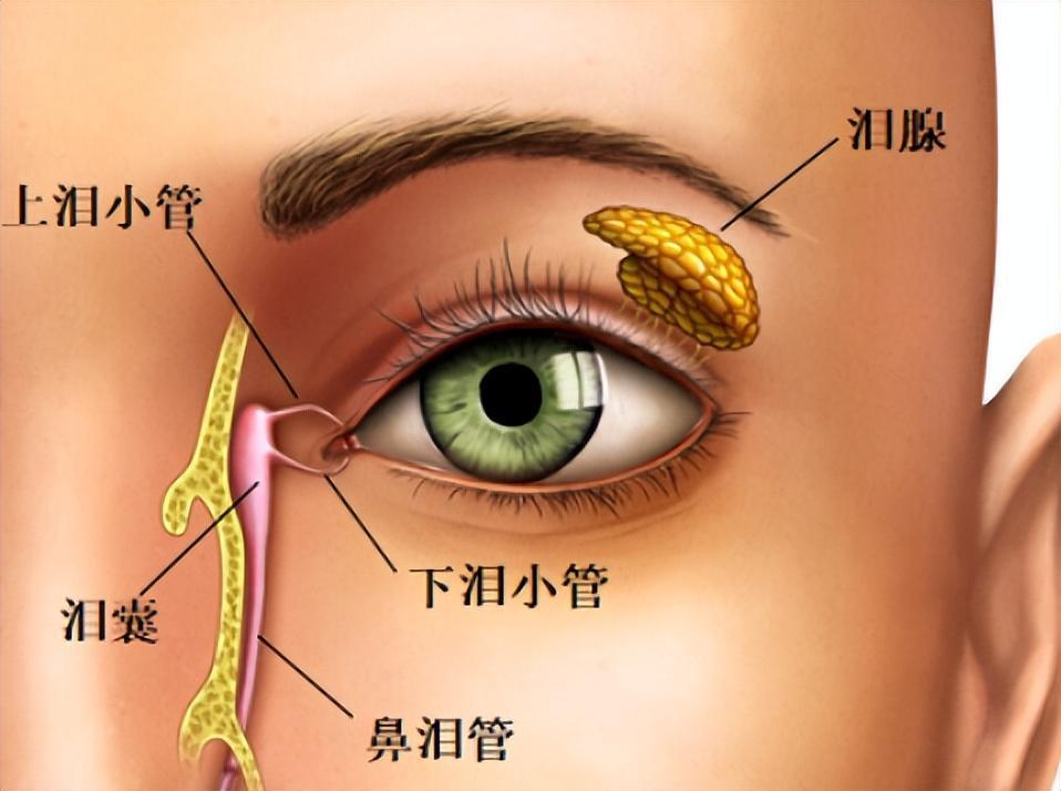 眼屎眼淚驟增這很可能是淚道病的信號