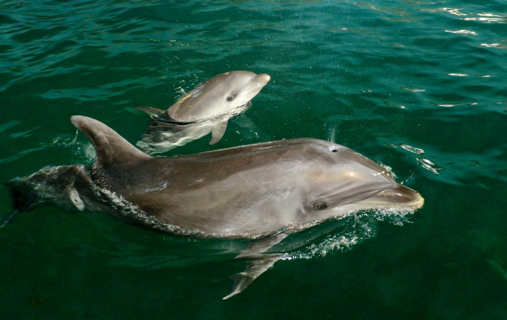 张伟摄饲养员正在为瓶鼻海豚妈妈喂食,小海豚宝宝跟随其后. 张伟摄