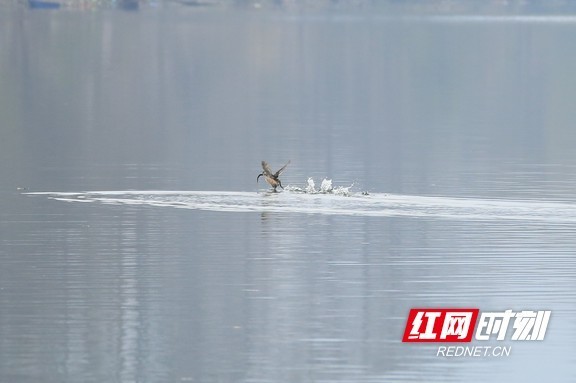 靖州:凌波踏浪 冬日渠江成小鷿鷈的开心乐园