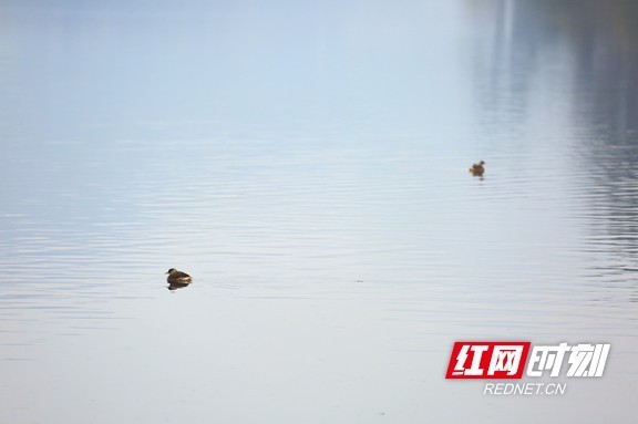 靖州:凌波踏浪 冬日渠江成小鷿鷈的开心乐园