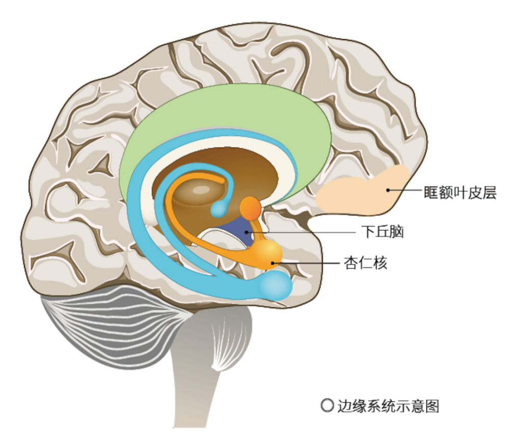 杏仁体切除图片