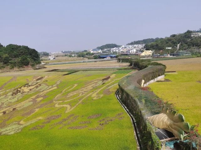宾阳县古辣镇大陆村:"稻田艺术"成农旅融合"金字招牌"_腾讯新闻