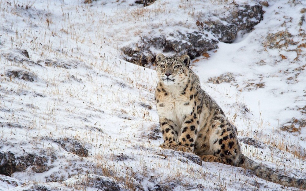 雪豹是猫科豹属5种动物中的一员,也有着大猫之称,在高原雪山生态系统