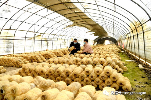 羡慕！通州这村年产100万斤蘑菇，解决100多位村民就业！任务平台源码2023已更新(知乎/头条)