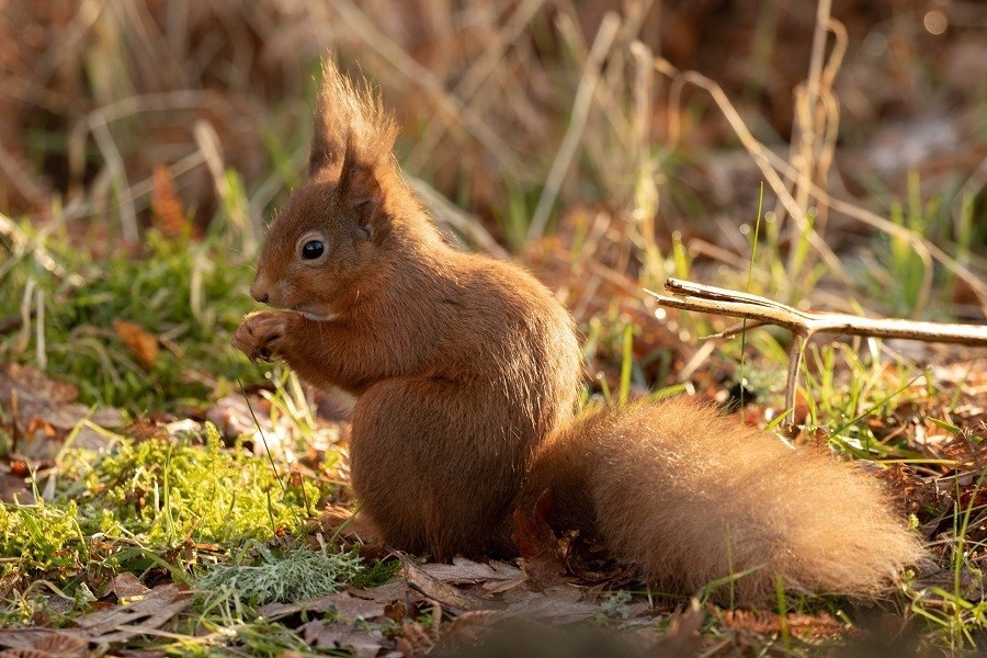 英国苏格兰红松鼠收集坚果为新年做准备