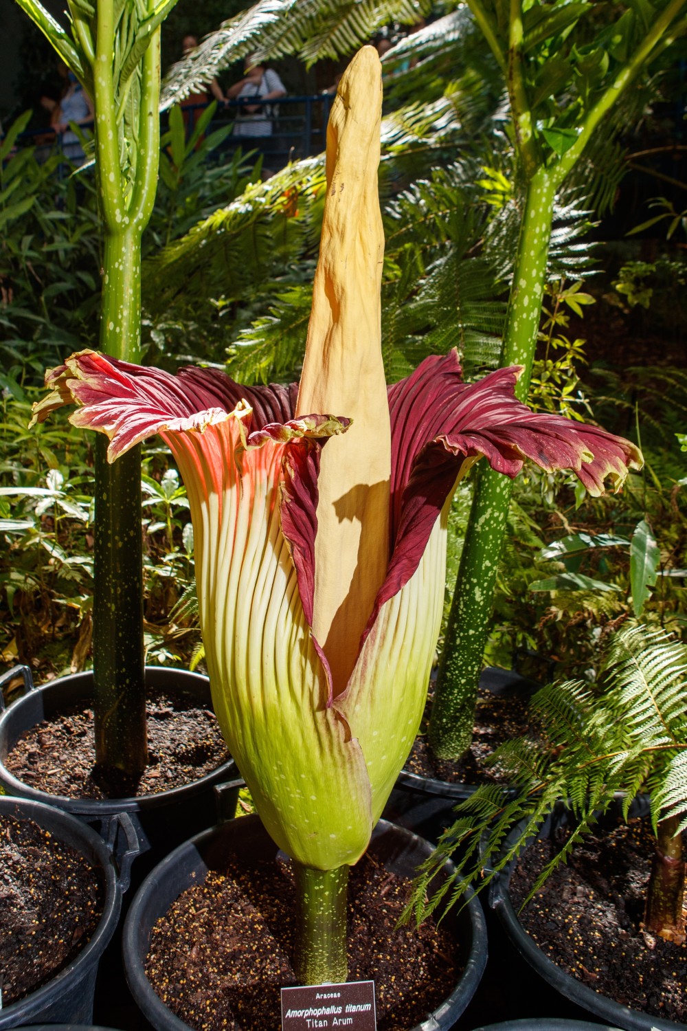 澳大利亚巨花魔芋开花
