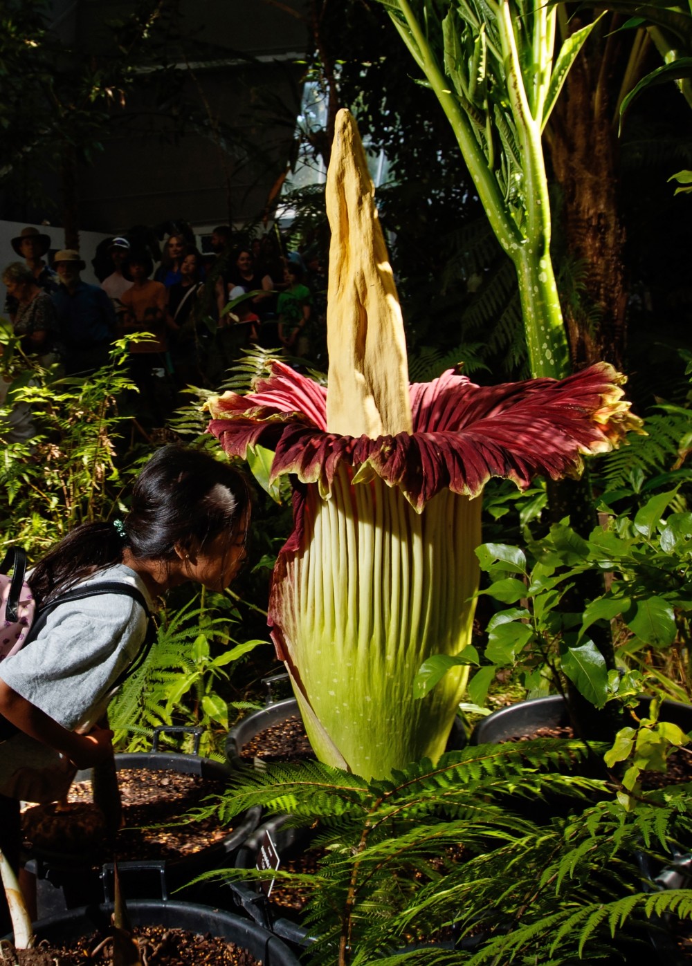 (外代二线)澳大利亚巨花魔芋开花
