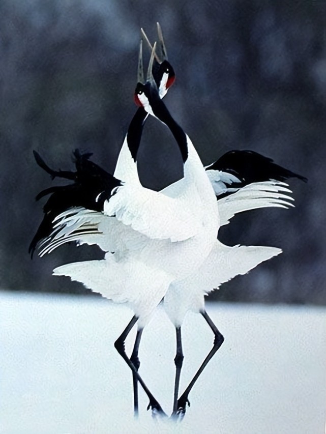 雪中仙鹤,美到窒息!