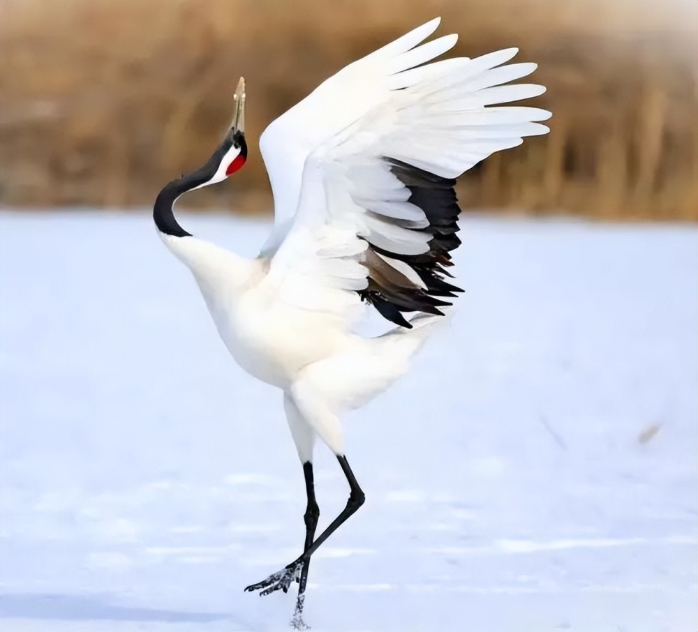 雪中仙鹤,美到窒息!_腾讯新闻