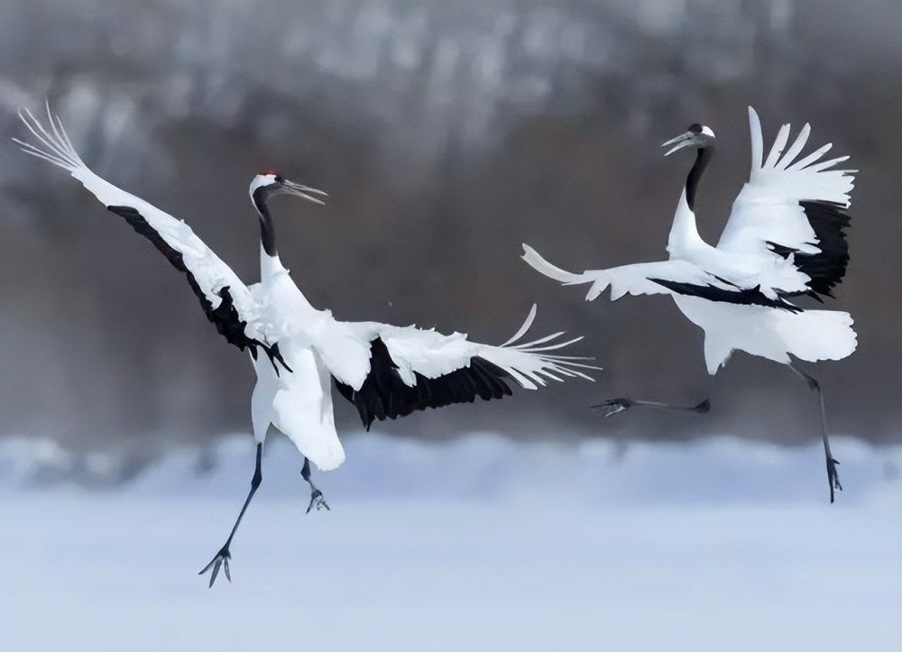 雪中仙鹤,美到窒息!_腾讯新闻