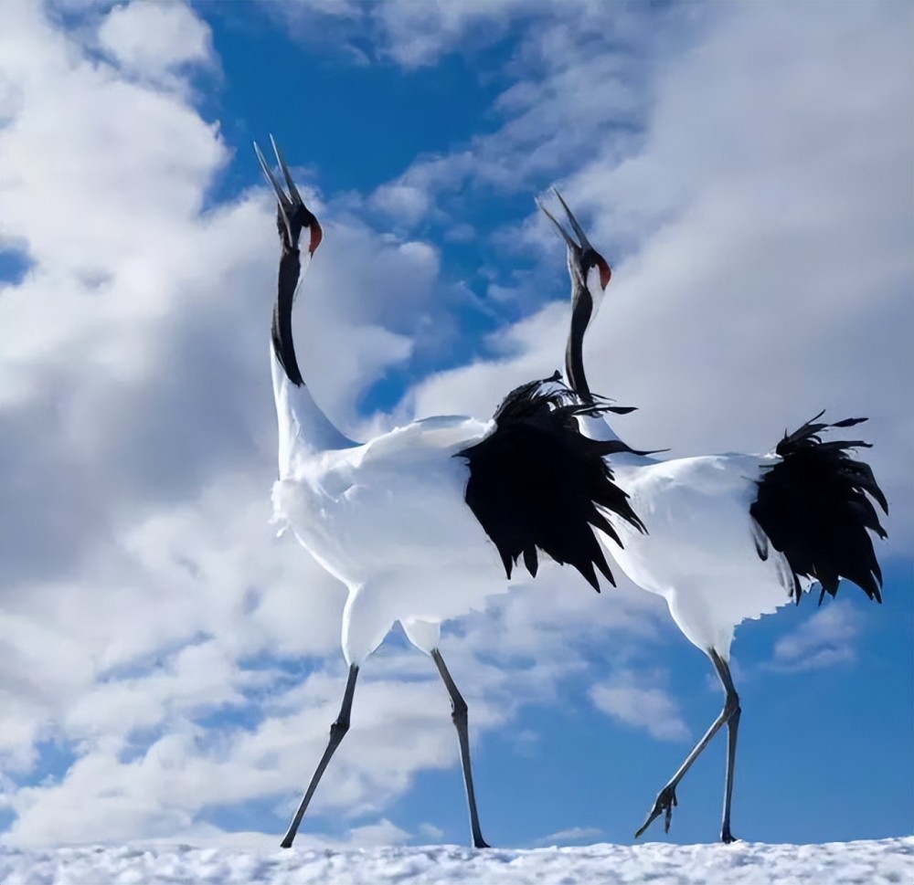 雪中仙鹤,美到窒息!_腾讯新闻