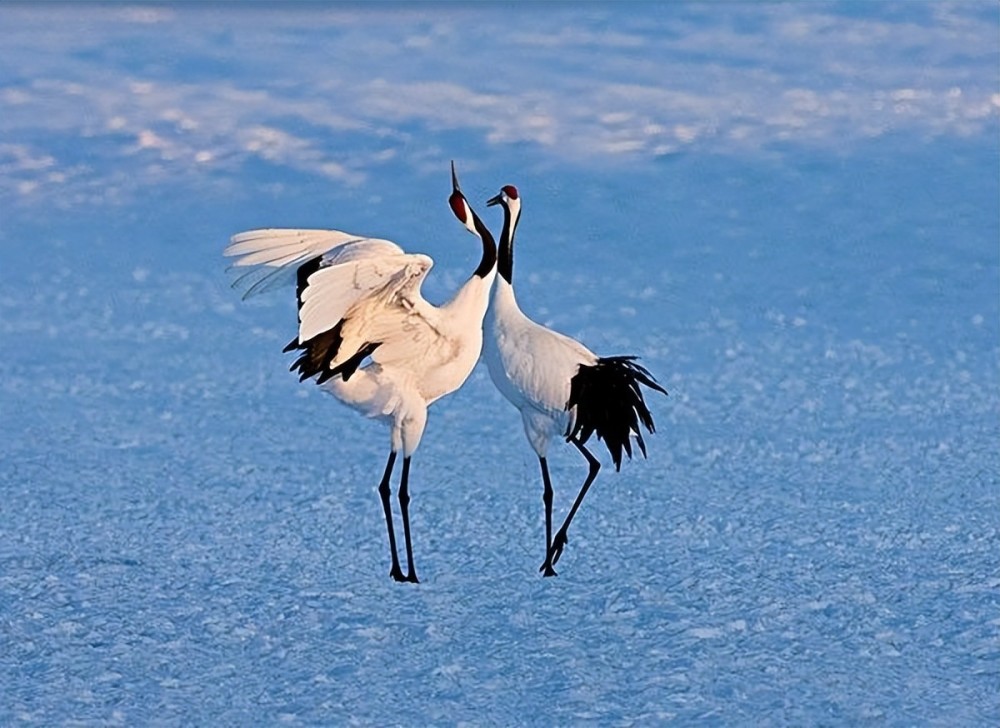 雪中仙鹤,美到窒息!_腾讯新闻