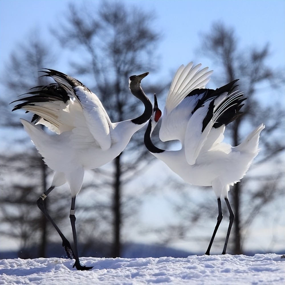 雪中仙鹤,美到窒息!_腾讯新闻