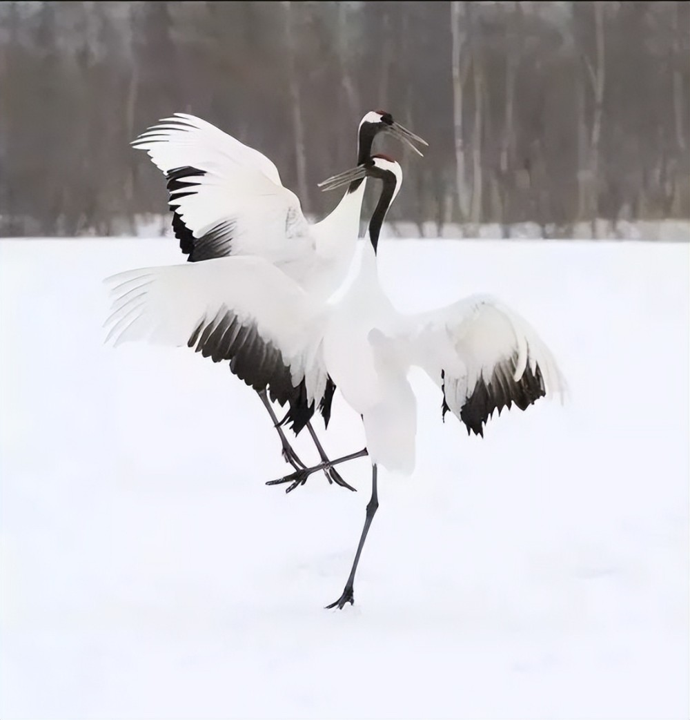 雪中仙鹤,美到窒息!_腾讯新闻