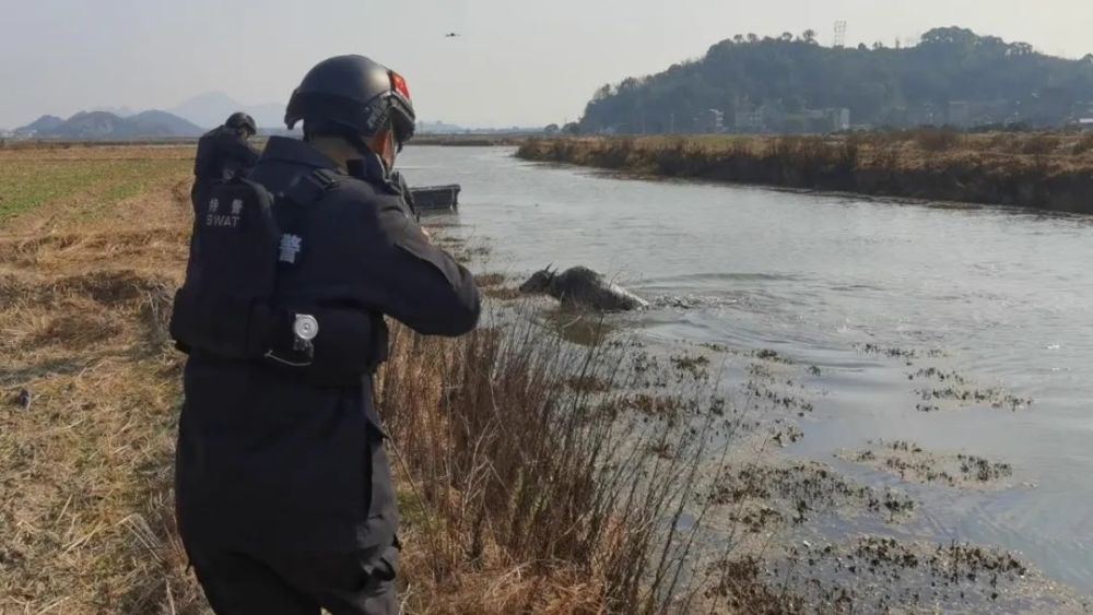 特警枪枪击案图片