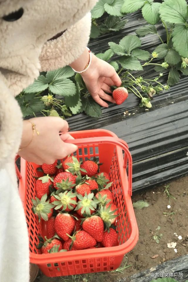 莫负莓好时光草莓采摘游周末就出发