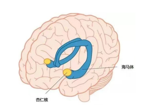 海马体可不是海洋中的那个海马,而是存在于人体大脑丘脑和内侧颞叶